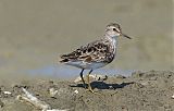 Long-toed Stint